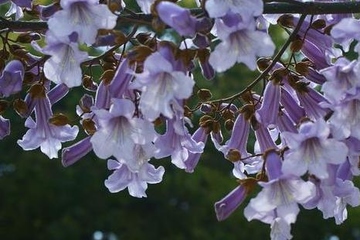 清明节是农历四月初五吗,清明节都是4月5日吗