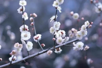 清明节祭拜已故亲人的诗句,清明节怀念亲人的诗句