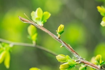 清明节祭拜已故亲人的诗句,清明节怀念亲人的诗句