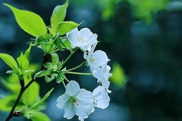 清明节祭拜亲人的句子,清明节祭祖文案简短