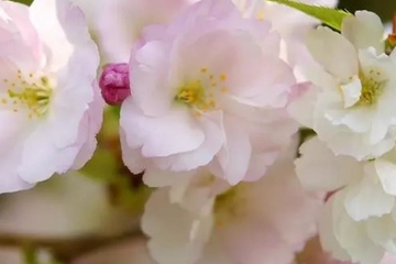 寒食节有踏青的风俗吗