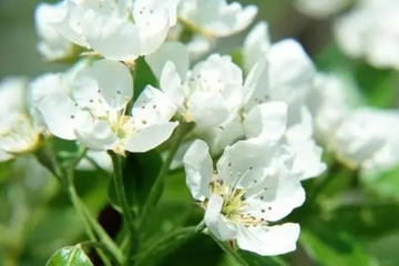 上巳节是纪念谁的节日