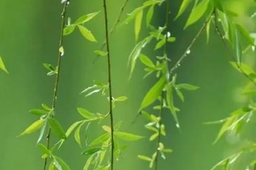 寒食与清明什么关系,清明节和寒食节的关系