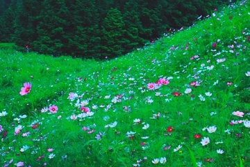 没到清明节可以扫墓吗,不到清明节可以去坟前祭拜么