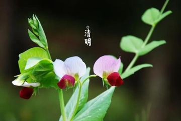 清明节为什么要戴菊花去扫墓