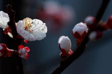 上巳节为什么渐渐消失