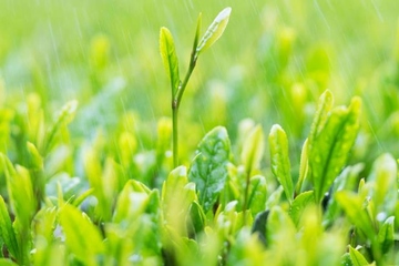 为什么每年的清明节都下雨,清明节爱下雨的原因