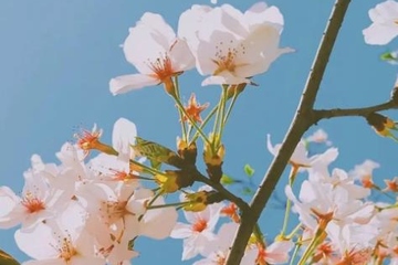 为什么每年的清明节都下雨,清明节爱下雨的原因