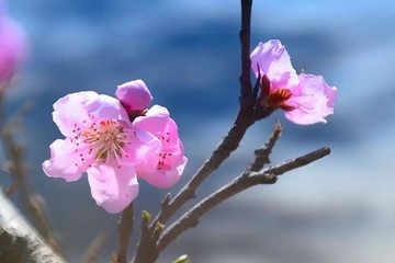 寒食节为什么要传蜡烛