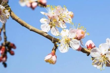 上巳节是情人节吗,上巳节是古代的情人节吗