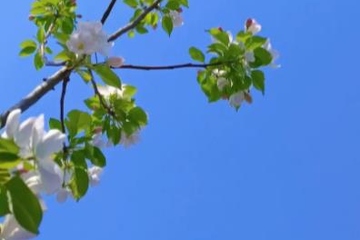 为什么清明节前一天叫寒食节