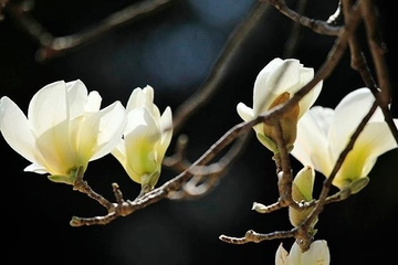 清明节为什么要烧黄纸,清明节烧黄纸有什么作用