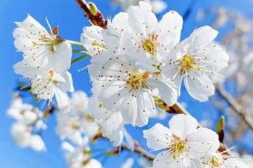 清明节祭奠亲人的文案