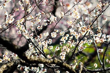 寒食节是清明节吗?清明节又叫寒食节吗