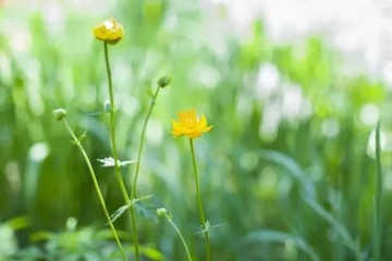 寒食节是清明节吗?清明节又叫寒食节吗