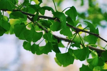 清明节吃清明果的来历,清明节为什么要吃清明果