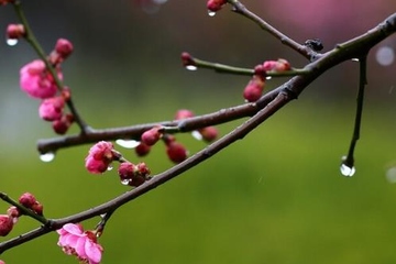 清明节吃清明果的来历,清明节为什么要吃清明果