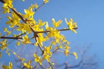 寒食节是什么时间?为什么称寒食节