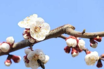 寒食节是什么时间?为什么称寒食节