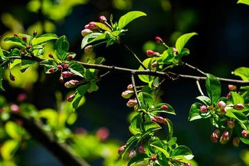 寒食节是什么时间?为什么称寒食节