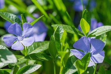 三月三吃荠菜煮鸡蛋的由来及寓意