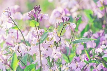 寒食节是什么季节,寒食节是在哪个季节过的