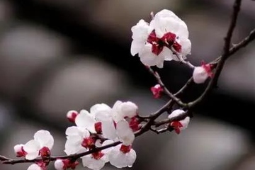 寒食节是什么季节,寒食节是在哪个季节过的