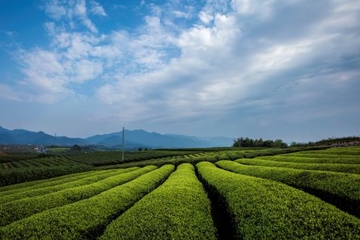 寒食节属于什么节日,寒食节是中国的节日吗