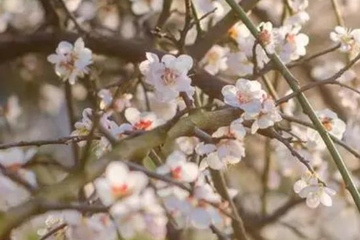 清明节当天上坟还是前一天