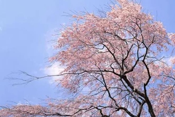 清明节是怎么定的日期,清明节如何确定是哪一天