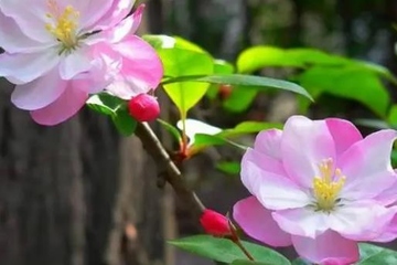 广西三月三的由来简介,广西传统节日三月三来历