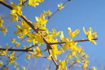 母亲节要送什么花,母亲节要送什么花好