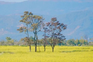 清明节什么时间上坟好,23年清明哪天上坟最好