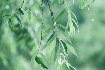 清明买什么花拜祭祖宗,清明给长辈上坟用什么花