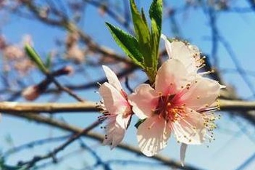 清明时节雨纷纷路上行人欲断魂全诗