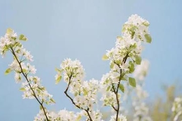 扫墓一般用什么花,扫墓祭祀用什么花