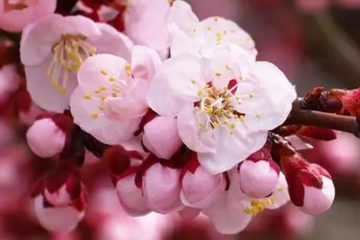 扫墓一般用什么花,扫墓祭祀用什么花