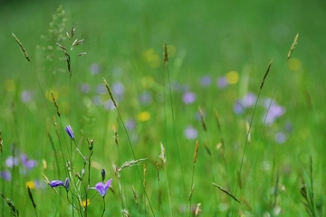 福建清明节的风俗