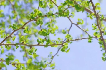 清明节是农历几月几日,清明节是几月几日农历