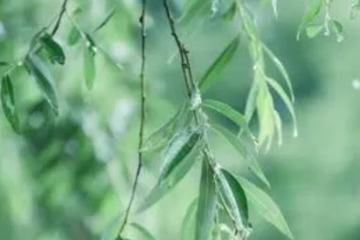 清明节伤感的句子,清明节伤感说说