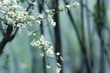 清明节如何在网上祭扫,网上祭扫操作流程