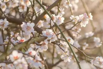 清明节上坟有什么讲究