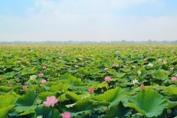 端午节安康还是端午节快乐