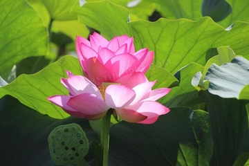 端午节吃什么风俗食物,端午节要吃什么食物